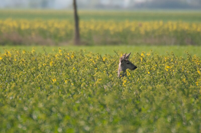 Głębokość peryskopowa, sarna na żuławskich polach | nigdziekolwiek.com