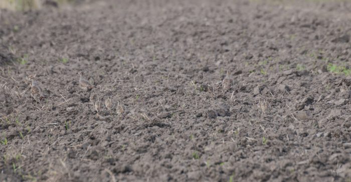 na Żuławach | nigdziekolwiek.com