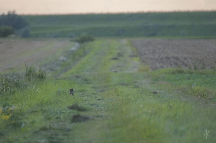na Żuławach | nigdziekolwiek.com