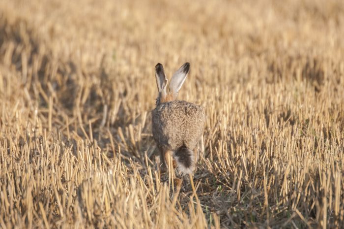 na Żuławach | nigdziekolwiek.com
